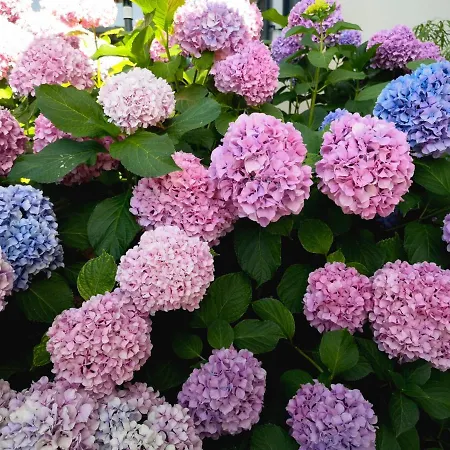 In The Very Heart Of - 50m To The 公寓 *